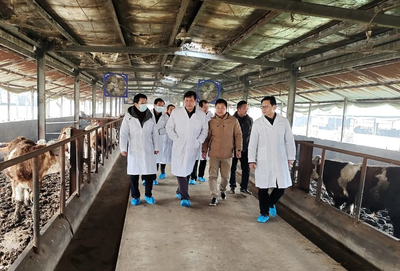 “鄂”牛出山記 跨越三省七市的品質(zhì)之旅，湖北農(nóng)發(fā)牛肉香飄粵港澳大灣區(qū)