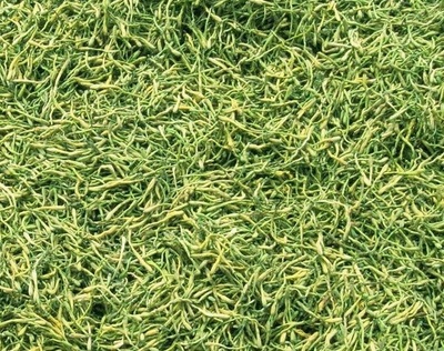 謹(jǐn)防誤導(dǎo) 高致病性禽流感防控?zé)o“特效藥”，理性選擇合法獸藥