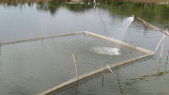 宜良縣強(qiáng)化漁業(yè)指導(dǎo)顯成效 今年魚苗魚種長勢喜人