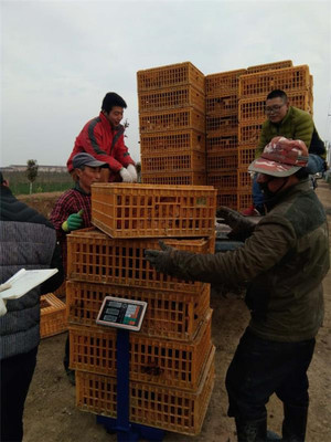 鹽城射陽臨海鎮(zhèn)八大家居委會(huì) 雞窩里飛出“金鳳凰”，畜牧漁業(yè)飼料銷售成富民新引擎